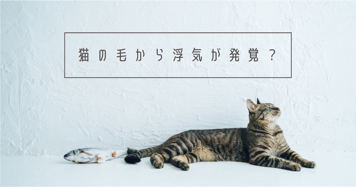 猫の毛から浮気が発覚？